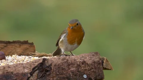  Robin at bird table eating seeds and bread Video stock 82653535