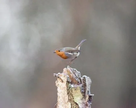 Robin bird taking off from tree trunk. Stock Photos