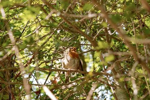 Robin bird on a tree branch Foto stock