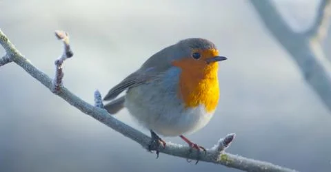 Robin bird on the tree Stock Photos