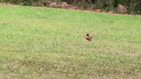 A Robin Bird Walking on the Ground Stock Footage 138436789
