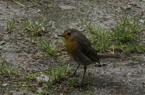 Robin bird walking on the ground Stock Photos