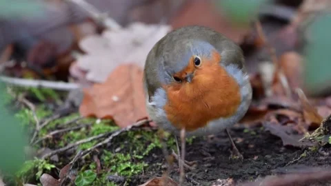Robin bird in the Winter Stock Footage 202110268