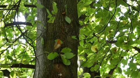 Robin bird on a wood background. Video stock 116542269