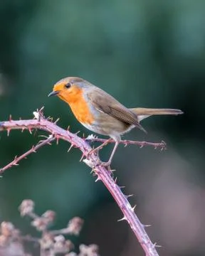 Robin on a blackberry branch Stock-Fotos