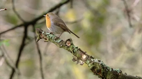 Robin on a branch (approach) Stock Footage 299929576