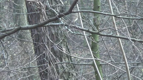 Robin on a branch  April 스톡 동영상 88600949