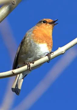 Robin on a branch with blue sky Foto stock