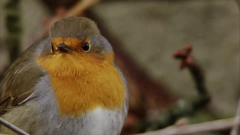 Robin on a branch (close up, portrait) Stock Footage 299929542