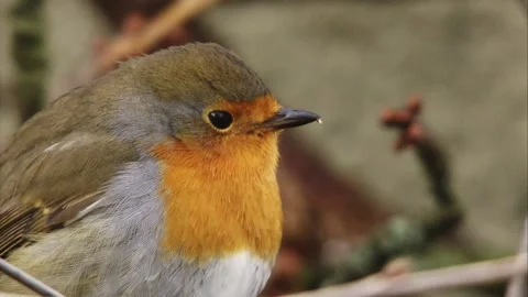 Robin on a branch (close up, portrait) Stock Footage 299929563