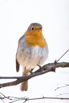 Robin on a branch Stock Photos