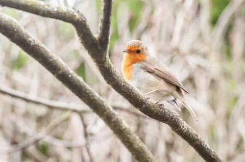 Robin on a branch Stock Photos