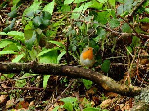 Robin on a branch Stock Photos
