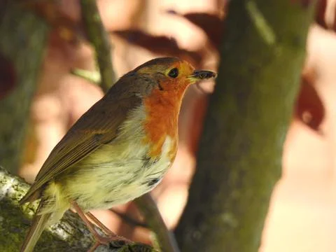 Robin on a branch Stock Photos