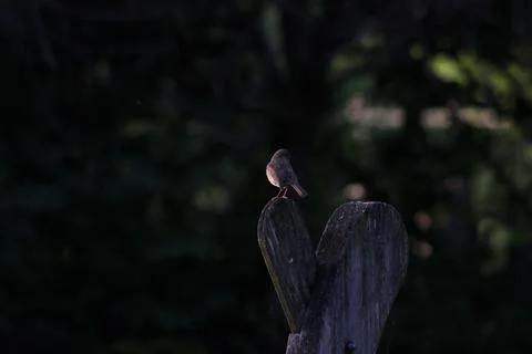 Robin on a branch Stock Photos