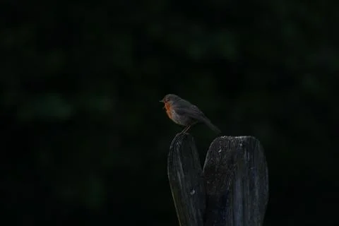 Robin on a branch Stock Photos