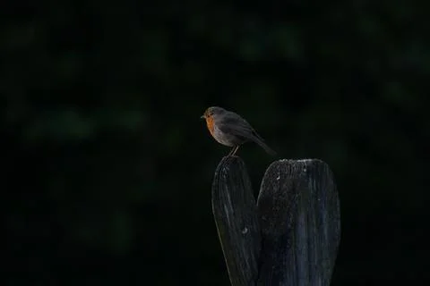 Robin on a branch Stock Photos