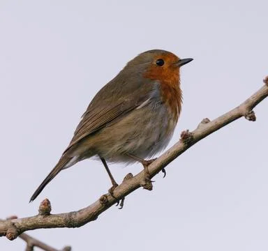Robin on a branch Stock Photos