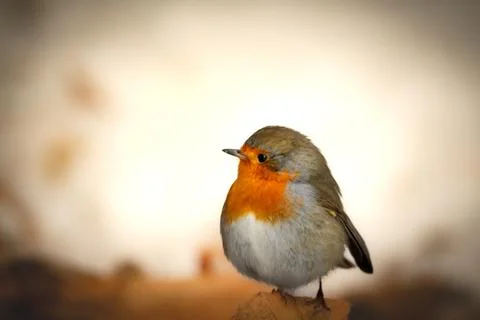 Robin on branch Stock Photos