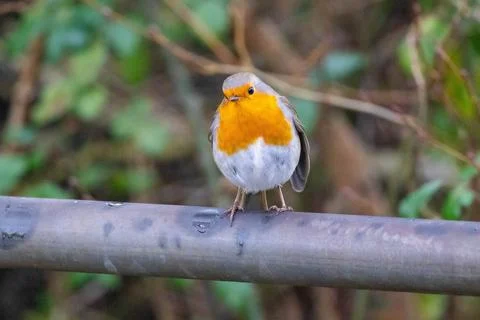 Robin on a branch Stock Photos