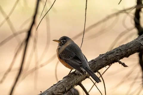 Robin on Branch Stock Photos