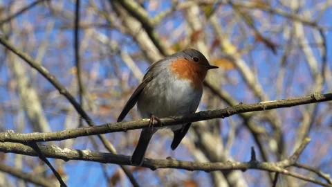 Robin on a branch on a sunny day Stock Footage 296903359