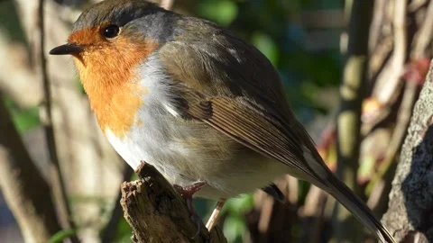 Robin on a branch on a sunny day Stock Footage 296903363