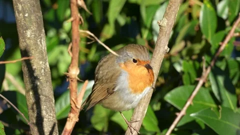 Robin on a branch on a sunny day Stock Footage 296903378