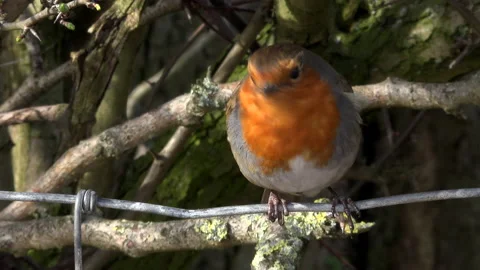 Robin in branches red breast England UK 4K Video stock 150727558