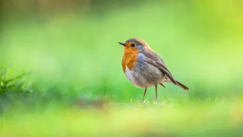 Robin on bright green background Stock Photos