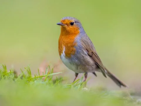 Robin with bright green background Foto stock