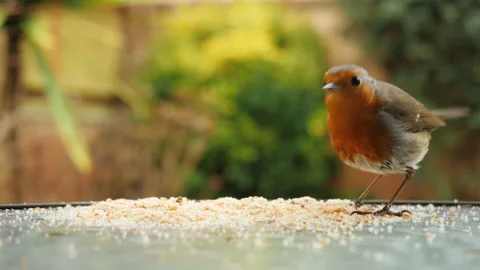 Robin British bird 動画素材 149373201
