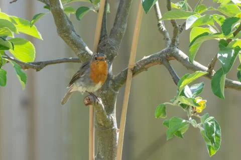 Robin on a broken branch Foto stock