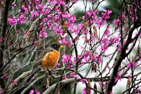 Robin in budding tree Stock Photos
