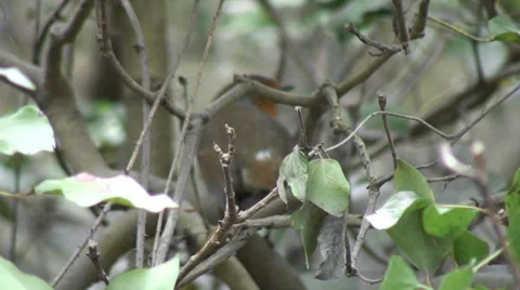 Robin in bush 01 Stock-Footage 36255888