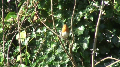 Robin in bush 04 Stock Footage 44041585