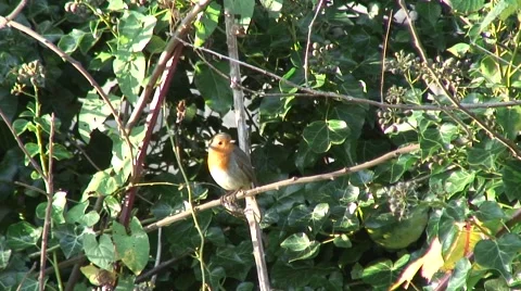 Robin in bush 05 Stock Footage 44041619