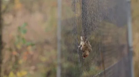 Robin caught in a bird net Stock Footage 56402795