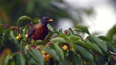 Robin in cherry tree 스톡 동영상 169269044