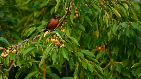 Robin in cherry tree 스톡 동영상 169279496