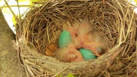 Robin chick hatches from egg Stock Footage 5299166