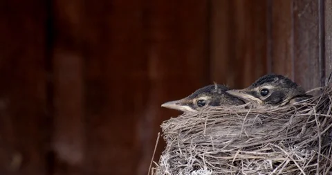 Robin chicks impatiently waiting in a nest for their mother to return Stock Footage 115084053