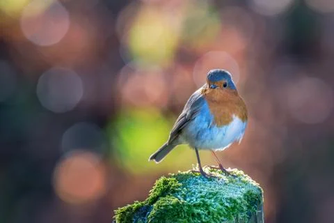 Robin with circular bokeh background Stock Photos