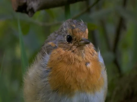 Robin in close up 스톡 동영상 71359462
