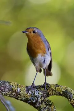 Robin close up Stock Photos