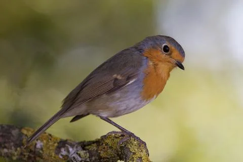 Robin close up Stock Photos
