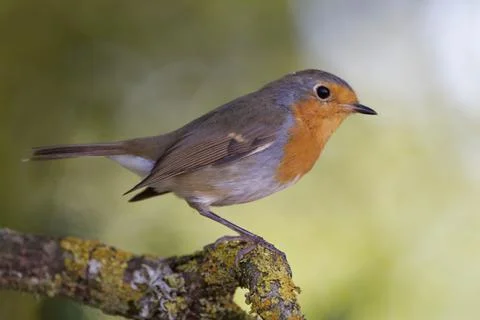 Robin close up Stock Photos