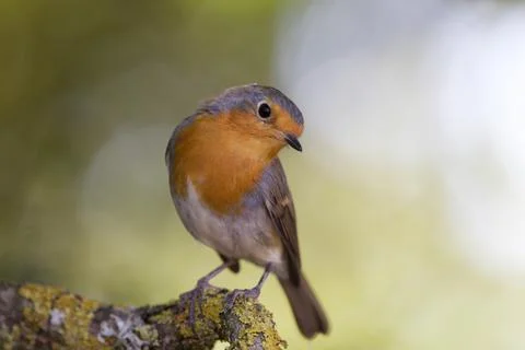 Robin close up Stock Photos