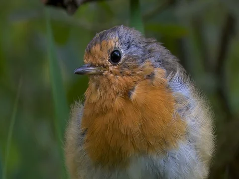 Robin, close up, zoom out, fly off. 스톡 동영상 71359678