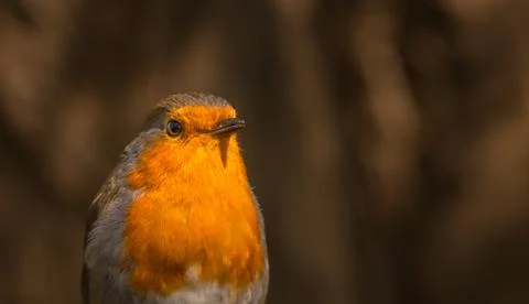 Robin closeup Stock Photos
